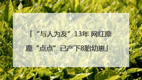 “与人为友”13年 网红麋鹿“点点”已产下8胎幼崽