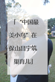 “中国最美小鸟”在保山昌宁筑巢育儿