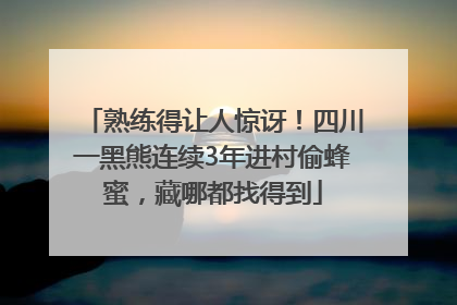 熟练得让人惊讶！四川一黑熊连续3年进村偷蜂蜜，藏哪都找得到