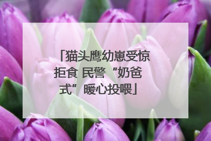 猫头鹰幼崽受惊拒食 民警“奶爸式”暖心投喂
