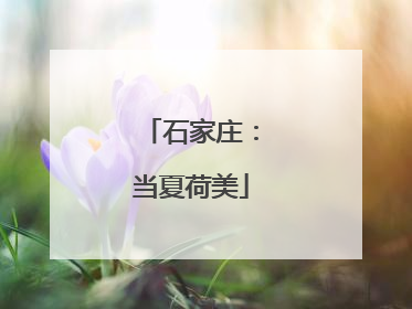 石家庄：当夏荷美