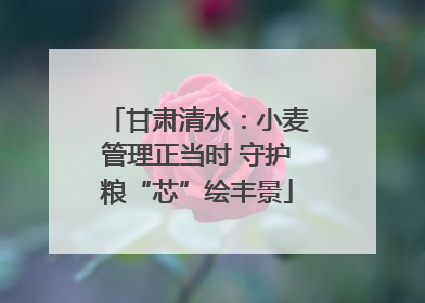 甘肃清水：小麦管理正当时 守护粮“芯”绘丰景