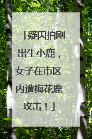 疑因拍刚出生小鹿，女子在市区内遭梅花鹿攻击！