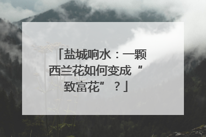 盐城响水：一颗西兰花如何变成“致富花”？