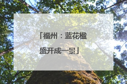 福州：蓝花楹盛开成一景