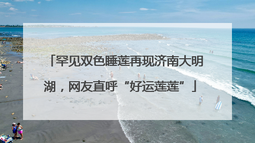 罕见双色睡莲再现济南大明湖，网友直呼“好运莲莲”