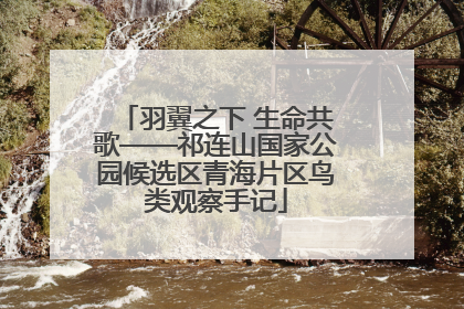 羽翼之下 生命共歌——祁连山国家公园候选区青海片区鸟类观察手记