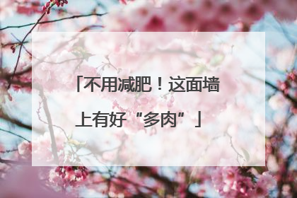 不用减肥！这面墙上有好“多肉”