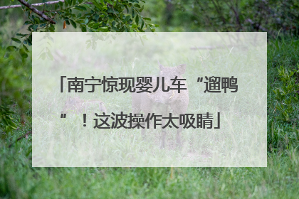 南宁惊现婴儿车“遛鸭”！这波操作太吸睛