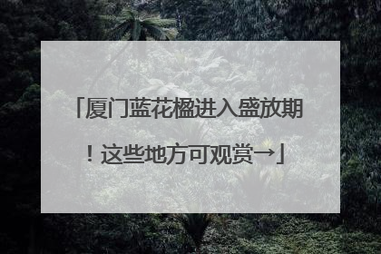 厦门蓝花楹进入盛放期！这些地方可观赏→