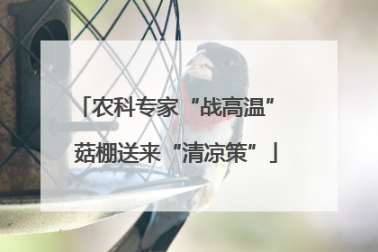 农科专家“战高温” 菇棚送来“清凉策”