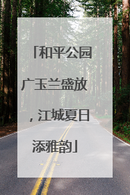 和平公园广玉兰盛放，江城夏日添雅韵
