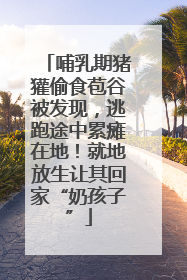 哺乳期猪獾偷食苞谷被发现，逃跑途中累瘫在地！就地放生让其回家“奶孩子”