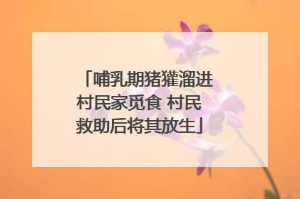 哺乳期猪獾溜进村民家觅食 村民救助后将其放生