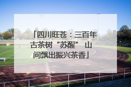 四川旺苍：三百年古茶树“苏醒” 山间飘出振兴茶香