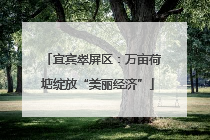 宜宾翠屏区：万亩荷塘绽放“美丽经济”