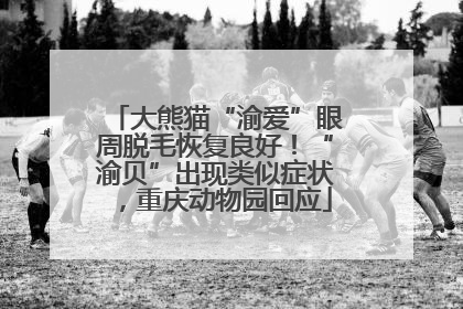 大熊猫“渝爱”眼周脱毛恢复良好！“渝贝”出现类似症状，重庆动物园回应