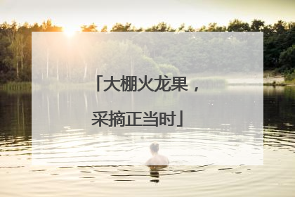 大棚火龙果，采摘正当时