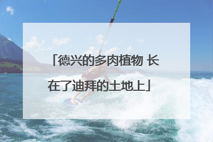 德兴的多肉植物 长在了迪拜的土地上