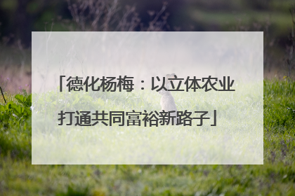德化杨梅：以立体农业打通共同富裕新路子