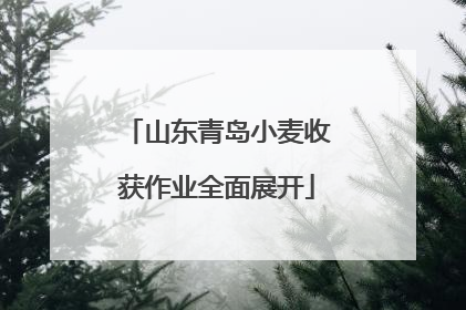 山东青岛小麦收获作业全面展开