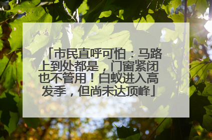 市民直呼可怕：马路上到处都是，门窗紧闭也不管用！白蚁进入高发季，但尚未达顶峰
