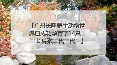 广州长隆野生动物世界已成功孕育了14只“长鼻猴二代三代”