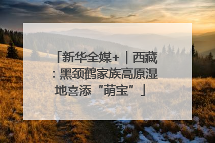 新华全媒+｜西藏：黑颈鹤家族高原湿地喜添“萌宝”