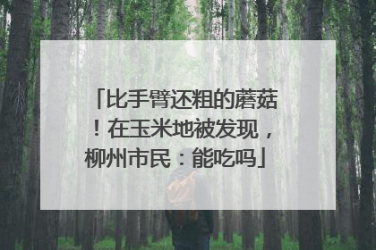 比手臂还粗的蘑菇！在玉米地被发现，柳州市民：能吃吗
