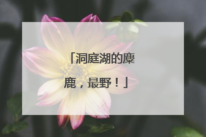 洞庭湖的麋鹿，最野！