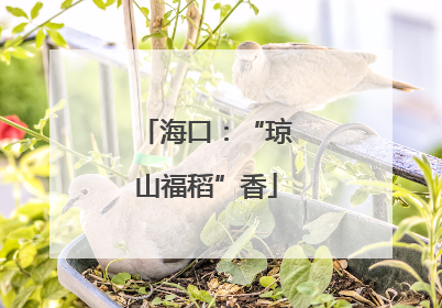 海口：“琼山福稻”香