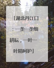 湖北丹江口：一垄一垄细耕耘，一叶一叶精呵护