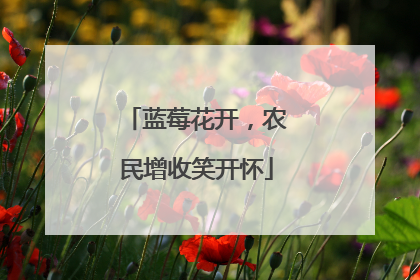 蓝莓花开，农民增收笑开怀