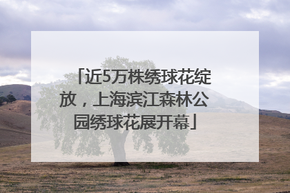 近5万株绣球花绽放，上海滨江森林公园绣球花展开幕