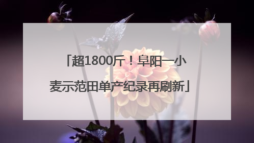超1800斤！阜阳一小麦示范田单产纪录再刷新