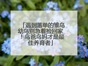 遇到落单的雏鸟幼鸟别急着捡回家！鸟爸鸟妈才是最佳养育者