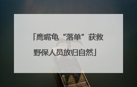鹰嘴龟“落单”获救 野保人员放归自然