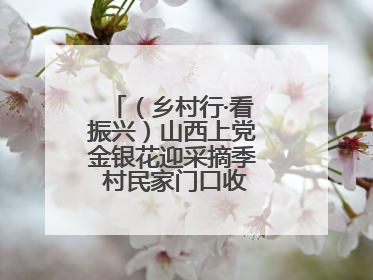 （乡村行·看振兴）山西上党金银花迎采摘季 村民家门口收获“致富花”
