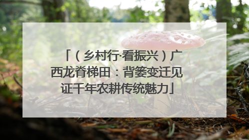 （乡村行·看振兴）广西龙脊梯田：背篓变迁见证千年农耕传统魅力