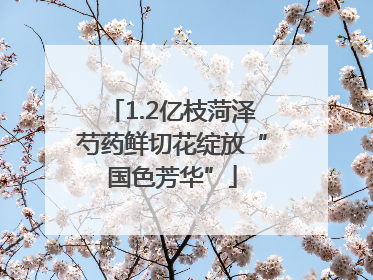 1.2亿枝菏泽芍药鲜切花绽放“国色芳华”