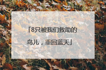 8只被我们救助的鸟儿，重回蓝天
